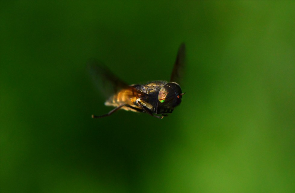 Hybomitra