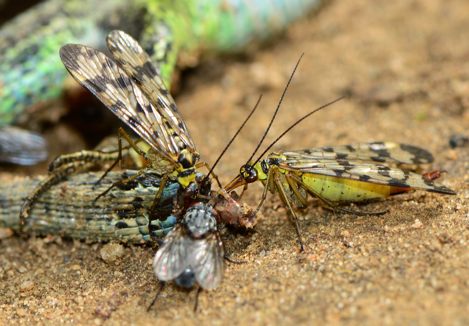 Panorpa vulgaris