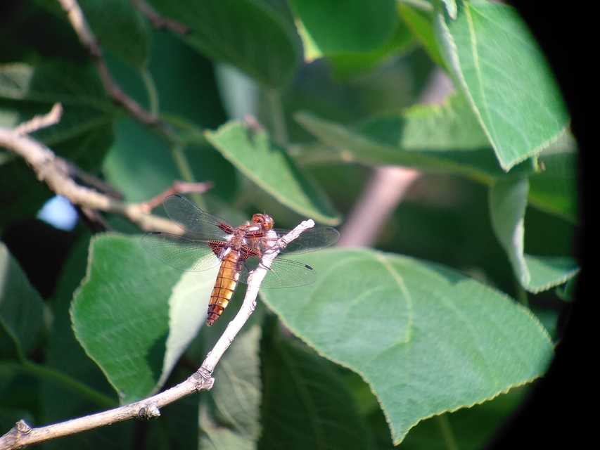 Libellula depressa - széles laposacsa