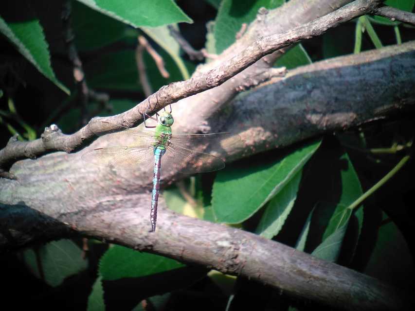 Anax imperator - zöld óriásacsa
