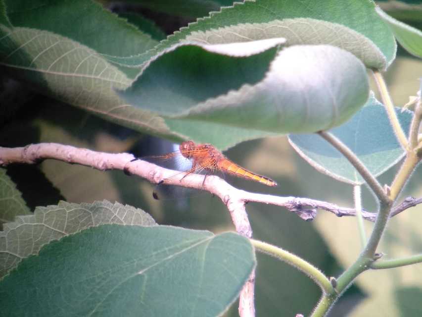 Libellula fulva - kisfoltos laposacsa