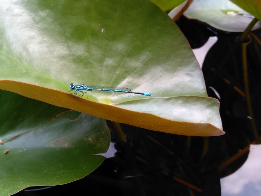 Coenagrion puella - azúrkék légivadász