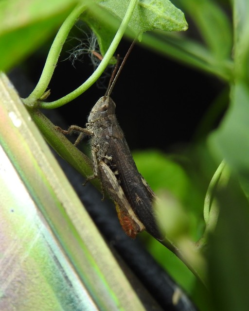 Chorthippus brunneus - közönséges tarlósáska