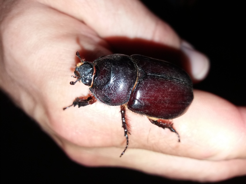 Oryctes nasicornis - orrszarvú bogár