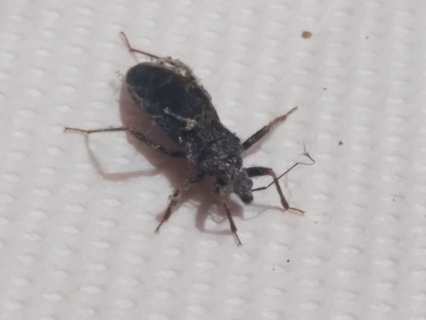 Reduvius personatus - szemetes zugpoloska