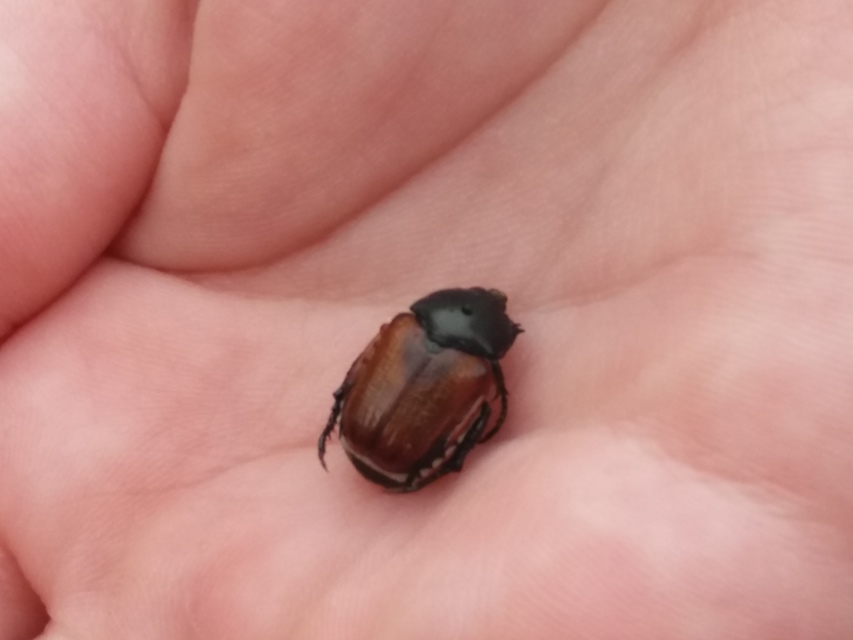 Anisoplia lata - széles szipoly Anisoplia lata - széles szipoly