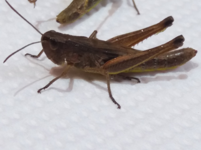 Pseudochorthippus parallelus - közönséges rétisáska