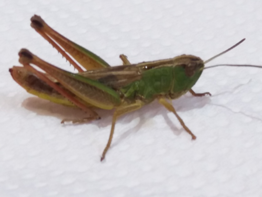 Pseudochorthippus parallelus - közönséges rétisáska