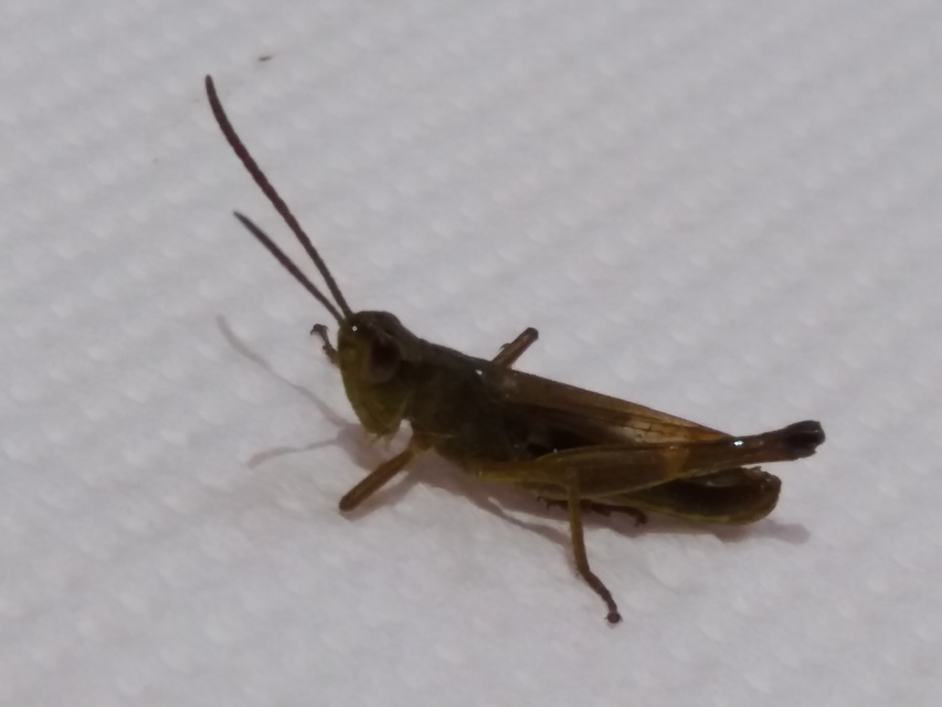 Pseudochorthippus parallelus - közönséges rétisáska