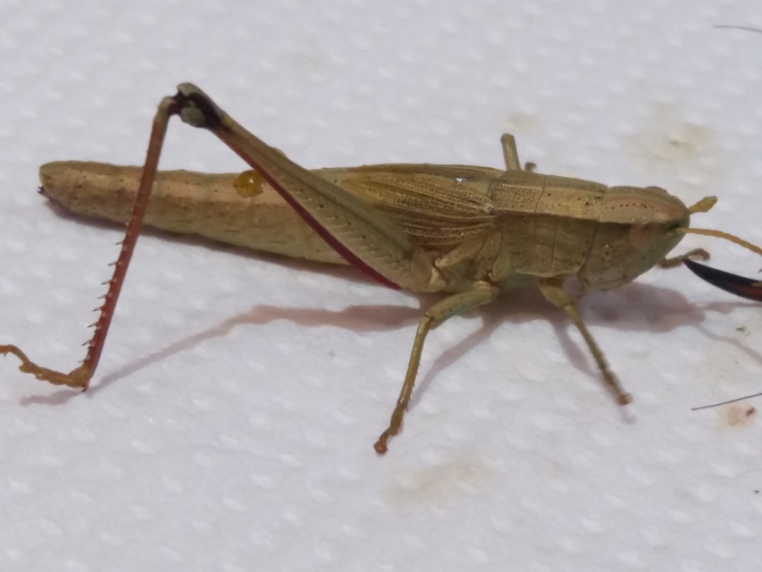 Chrysochraon dispar - aranyos sáska