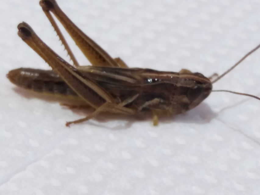 Pseudochorthippus parallelus - közönséges rétisáska