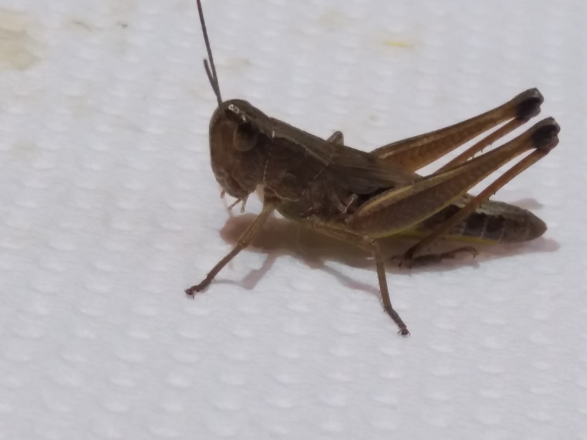 Pseudochorthippus parallelus - közönséges rétisáska