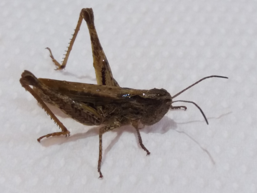 Chorthippus apricarius - szélesszárnyú tarlósáska