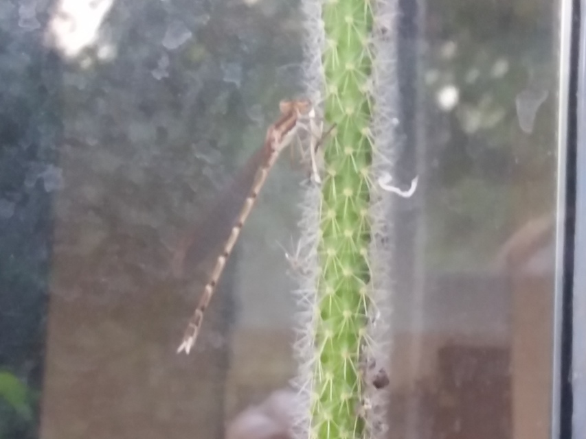 Sympecma fusca - téli rablószitakötő