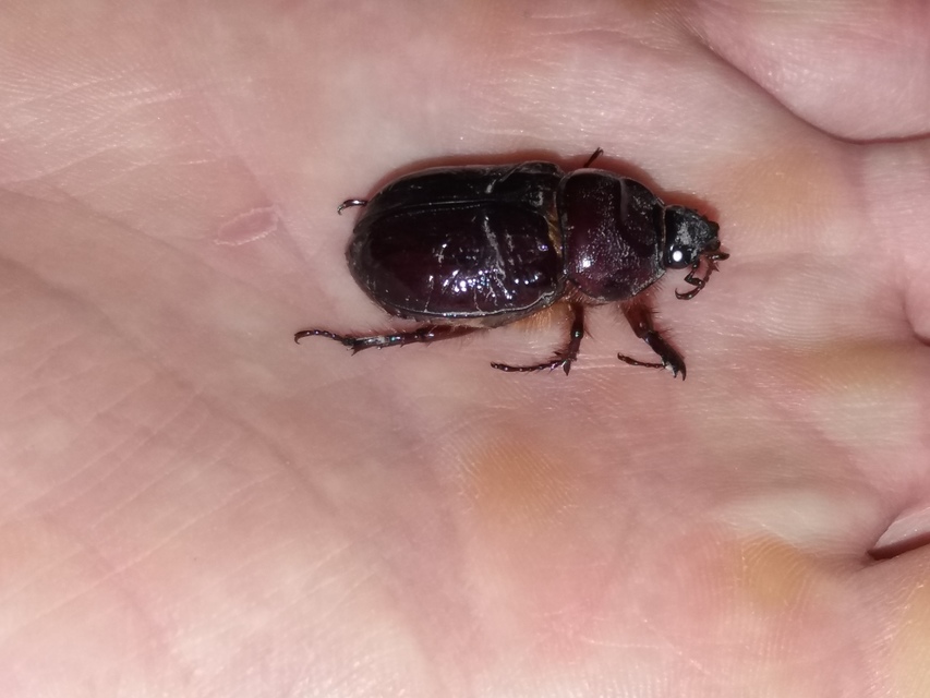 Oryctes nasicornis - orrszarvú bogár