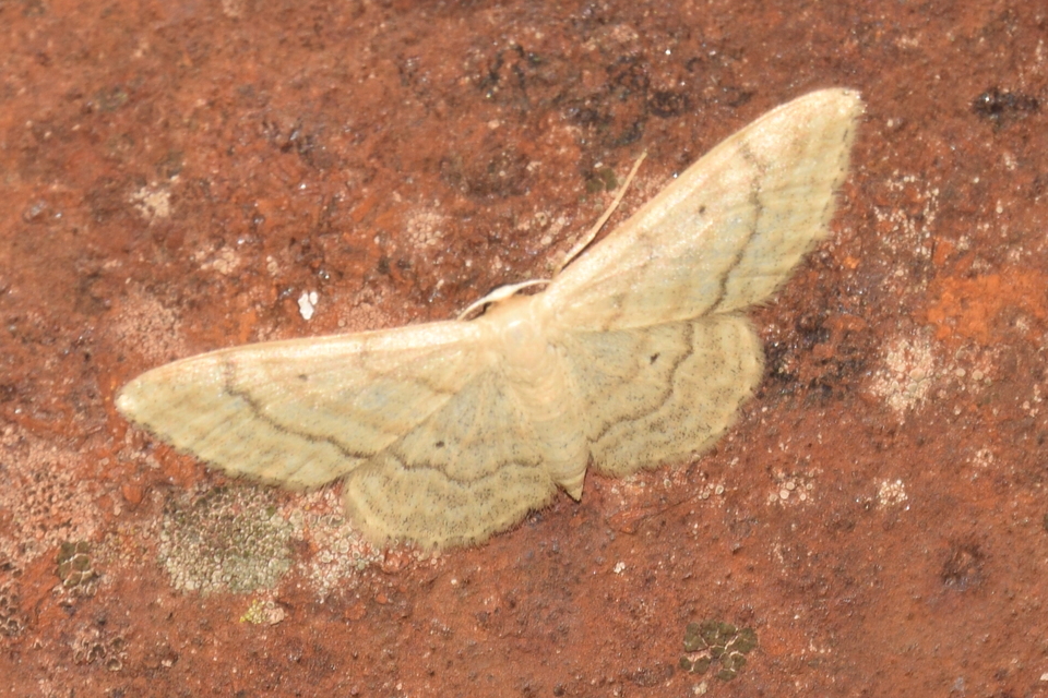 Idaea deversaria - egyszínű sávosaraszoló