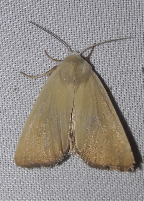 Arenostola phragmitidis - selymes nádibagoly
