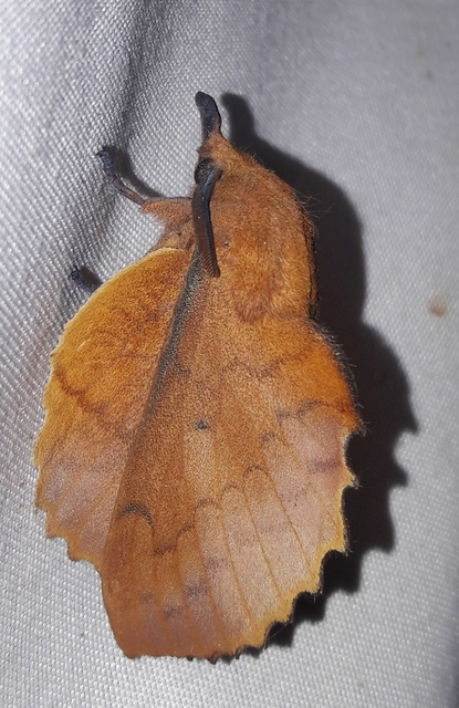 Gastropacha quercifolia - tölgylevélpohók