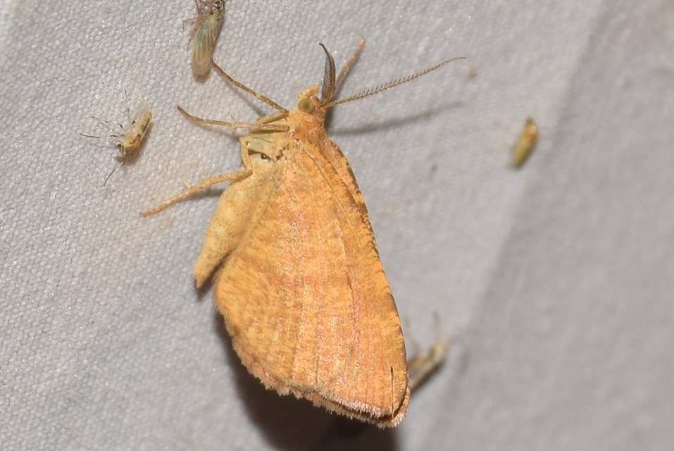 Macaria brunneata - okkermintás hegyiaraszoló