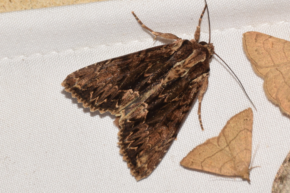 Apamea monoglypha - nagy dudvabagoly