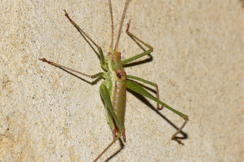 Leptophyes albovittata - közönséges virágszöcske