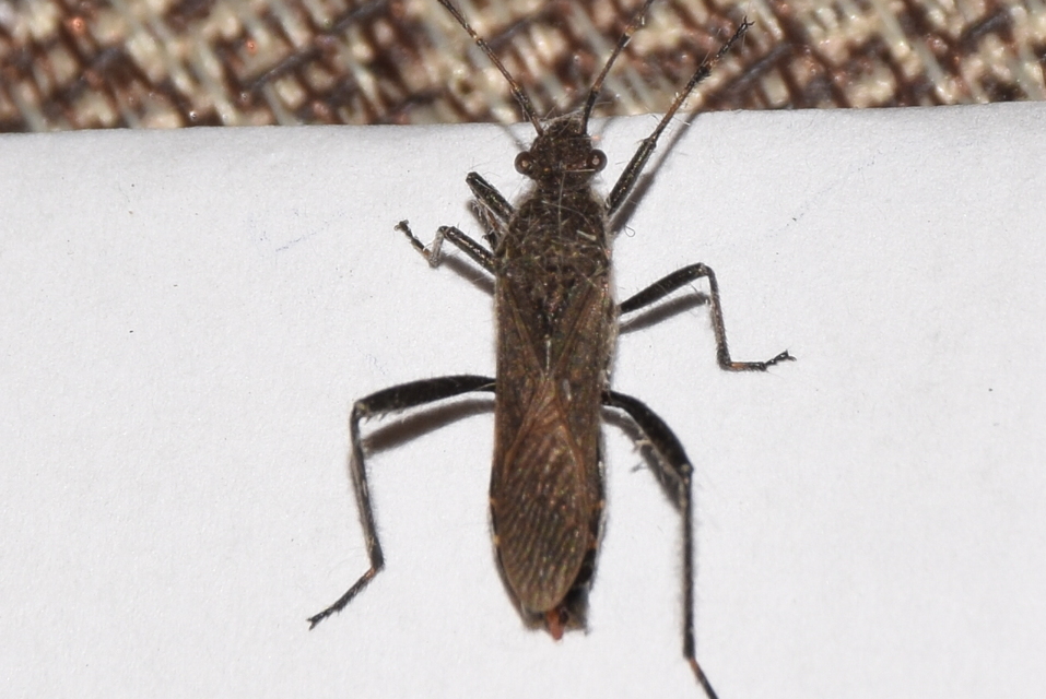 Alydus calcaratus - szőrös tövispoloska