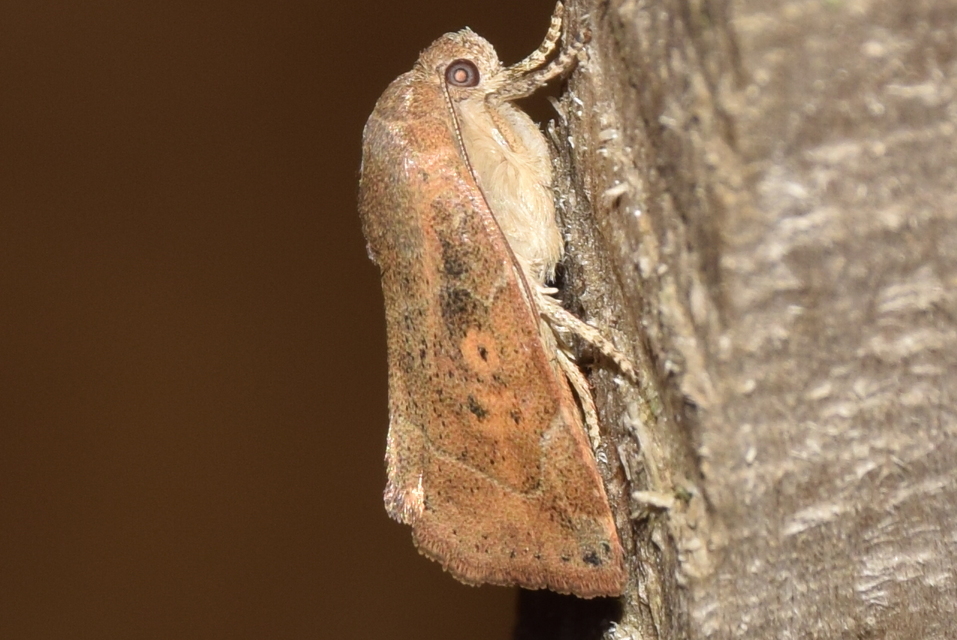 Cosmia affinis - barna lombbagoly