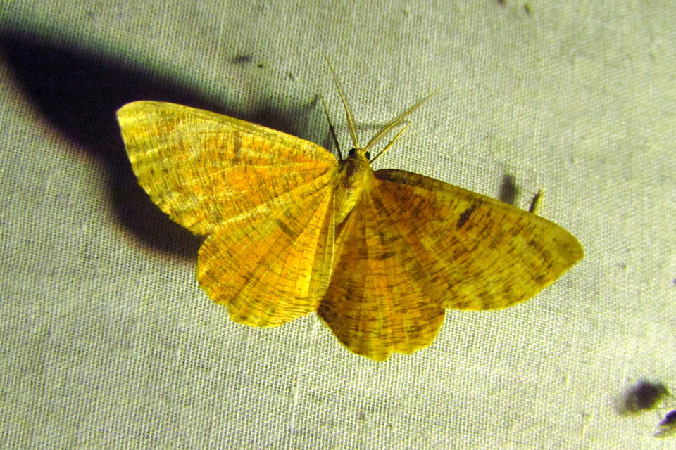 Angerona prunaria - sárga kökényaraszoló