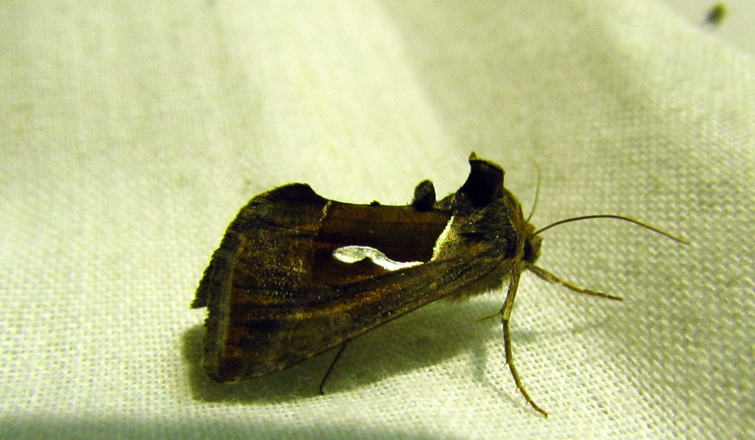 Macdunnoughia confusa - cseppfoltos ezüstbagoly