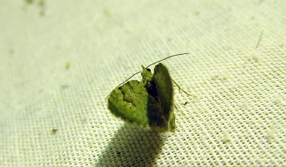 Chloroclystis v-ata - zöldes törpearaszoló