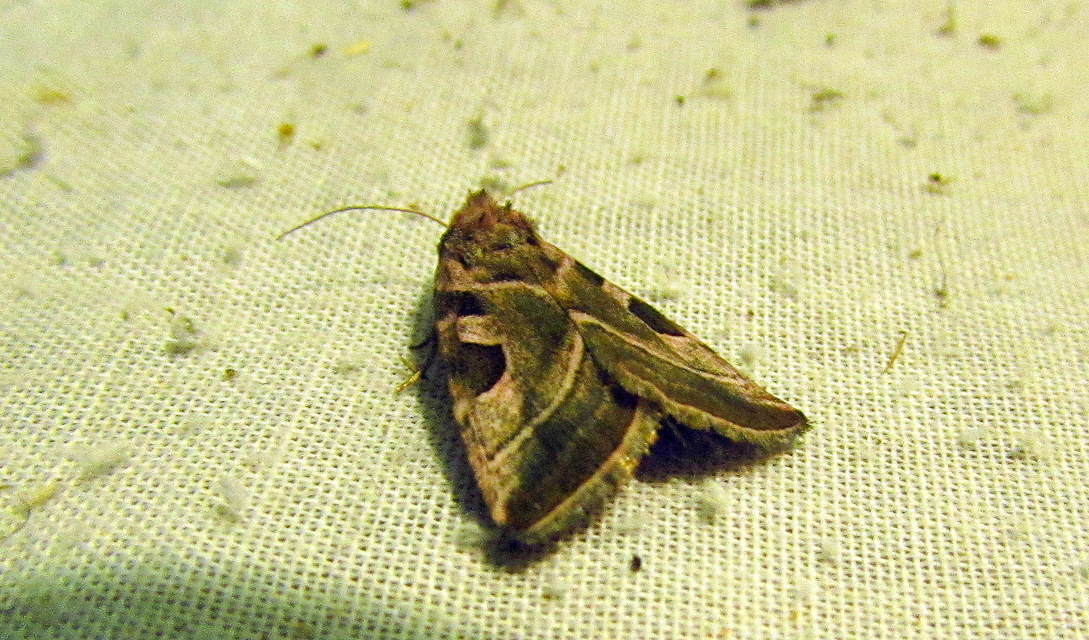 Eucarta virgo - mocsári ametisztbagoly