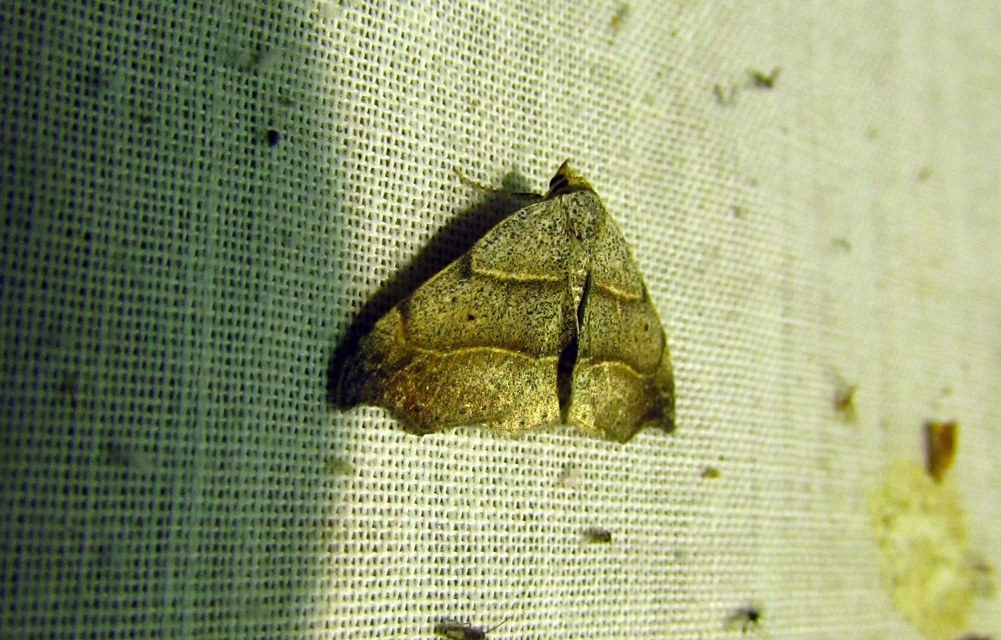 Laspeyria flexula - zuzmóbagoly
