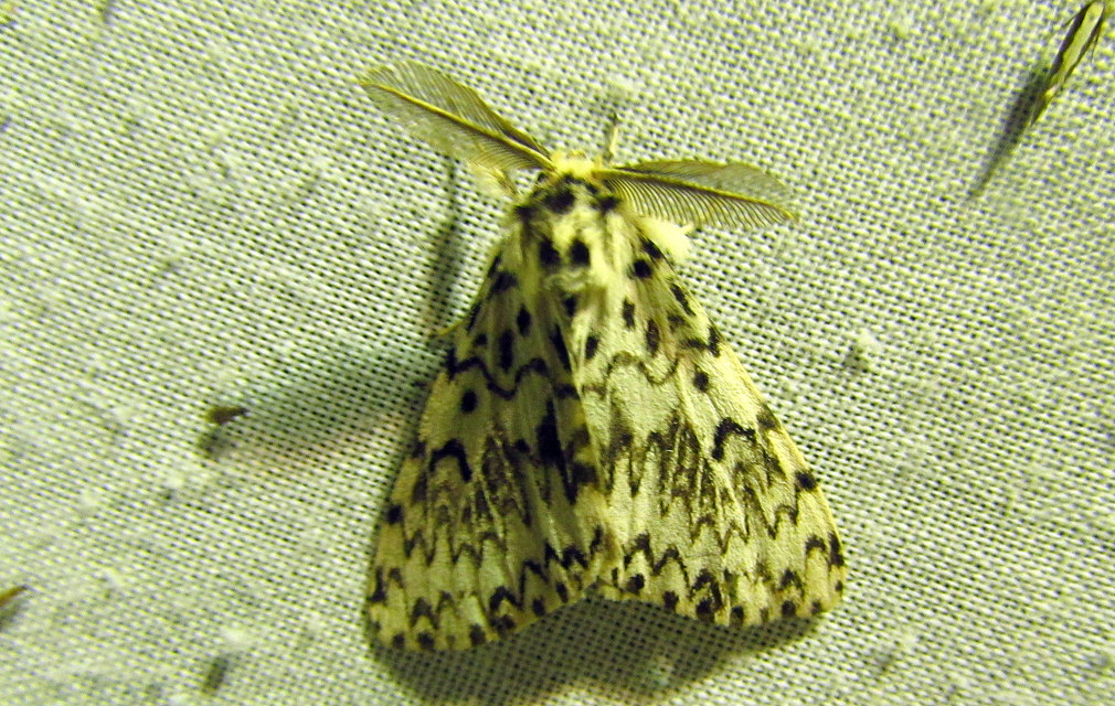 Lymantria monacha - apácalepke