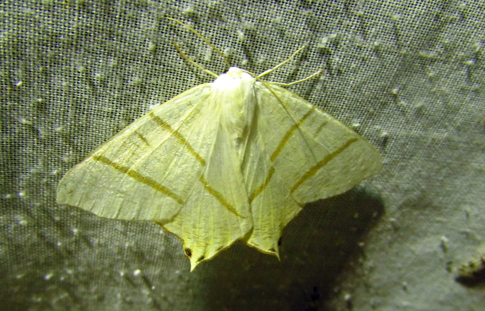 Ourapteryx sambucaria - fecskefarkú araszoló