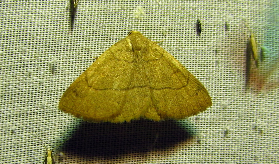 Paracolax tristalis - sárgás karcsúbagoly