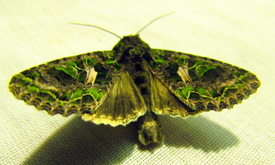 Trachea atriplicis - nyári zöldbagoly