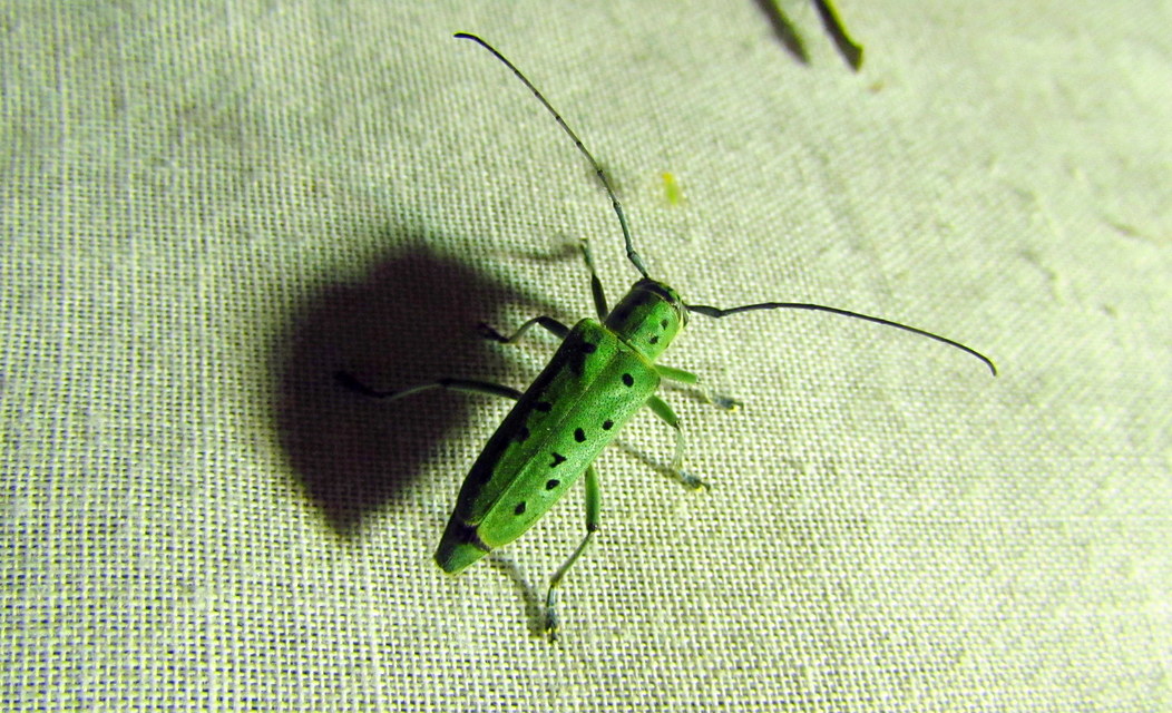 Saperda punctata - pettyes szilcincér Saperda punctata - pettyes szilcincér