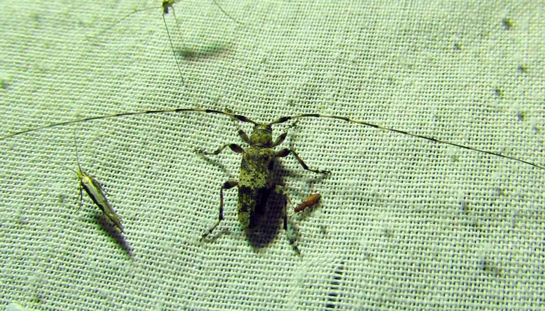 Acanthocinus griseus - szürke daliáscincér