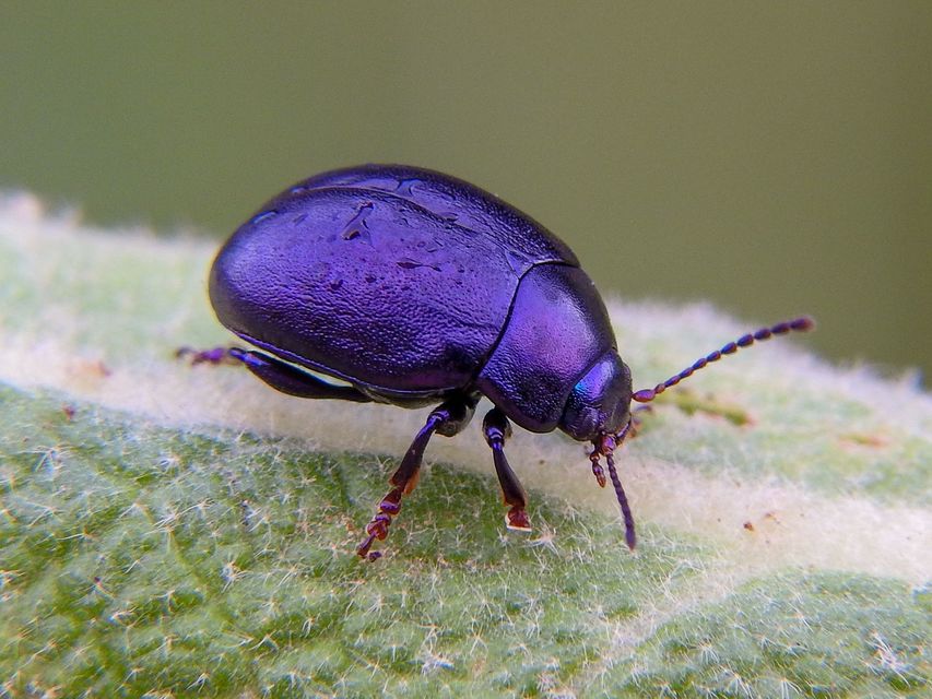 Chrysolina sturmi - vöröslábú levelész