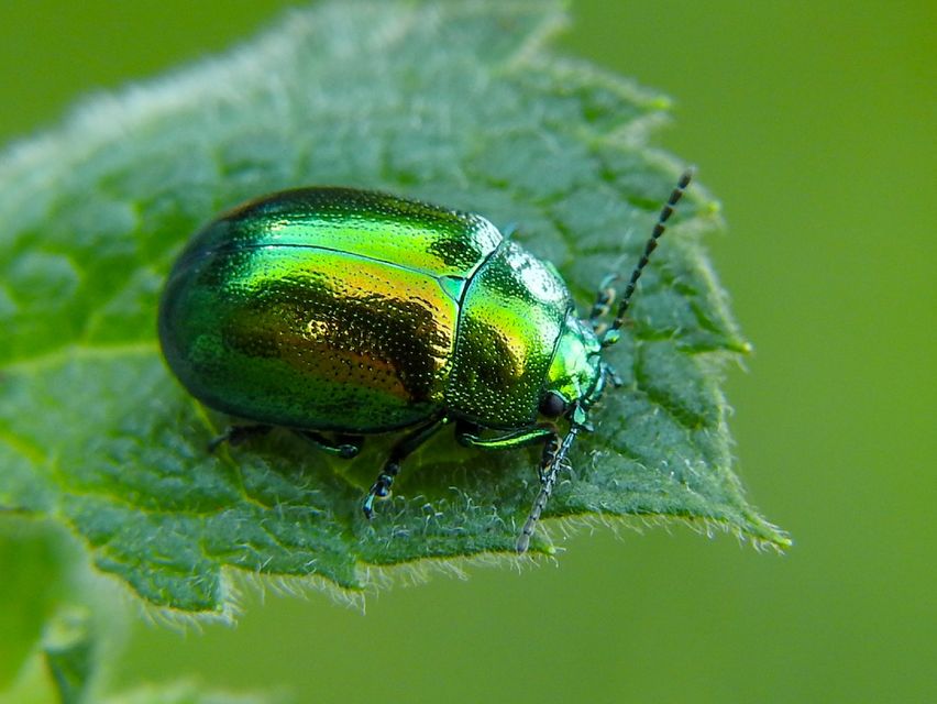 Chrysolina herbacea - zöld mentalevelész