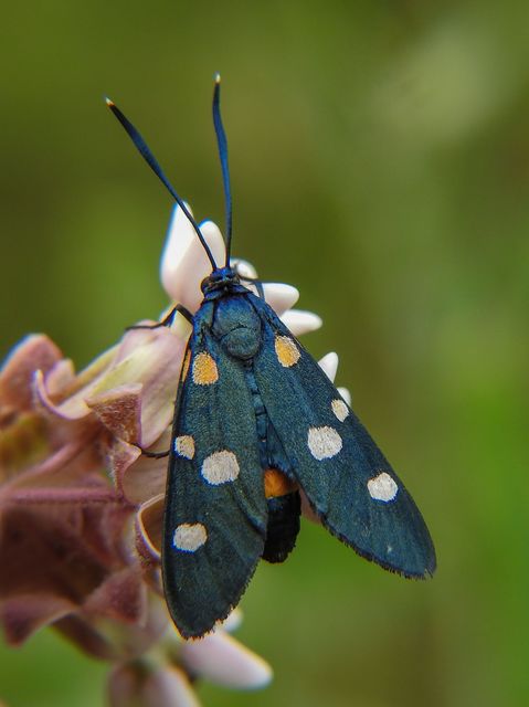 Zygaena ephialtes - változékony csüngőlepke