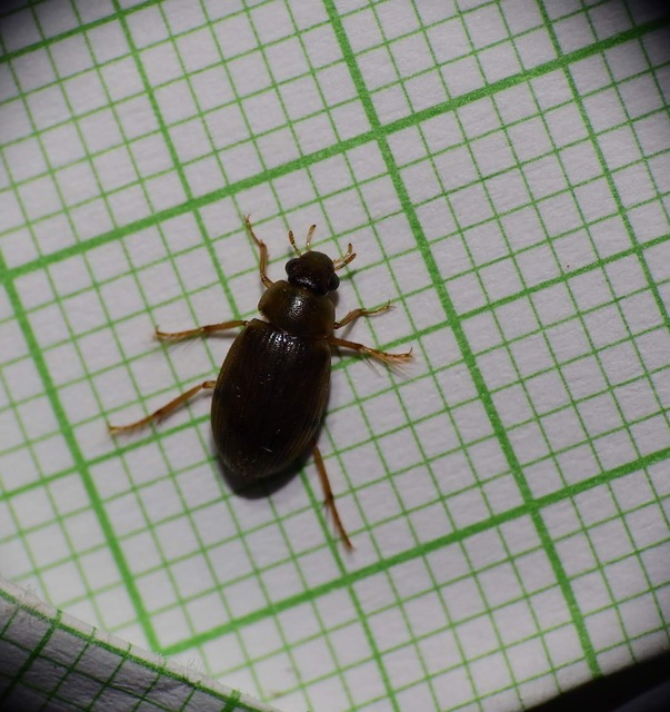 Berosus frontifoveatus - tüskés szemescsibor Berosus frontifoveatus - tüskés szemescsibor