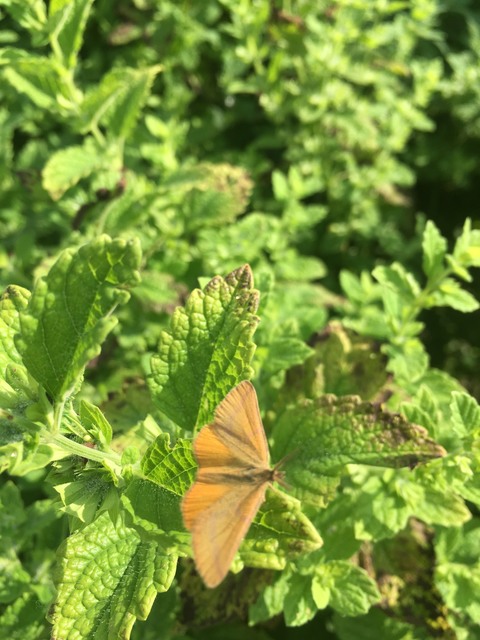 Lythria purpuraria - bíborsávos araszoló