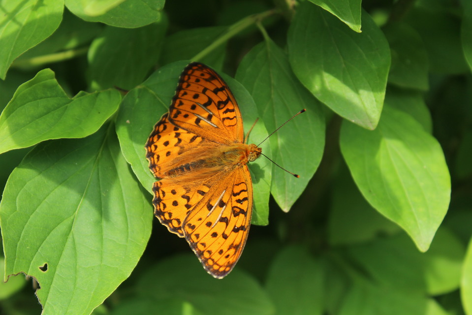 Argynnis adippe - ezüstös gyöngyházlepke