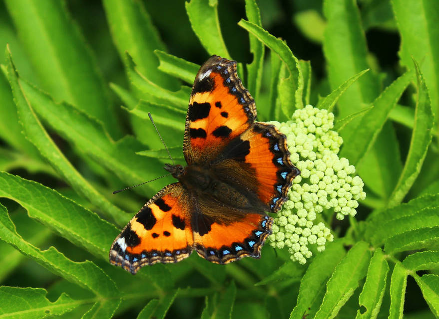 Nymphalis urticae - kis rókalepke
