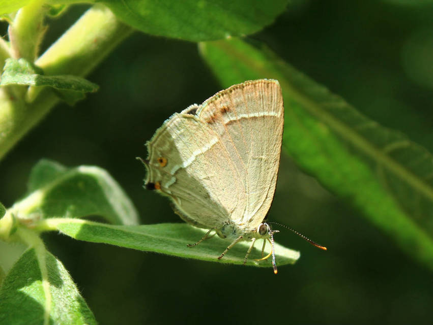 Neozephyrus quercus - tölgyfalepke