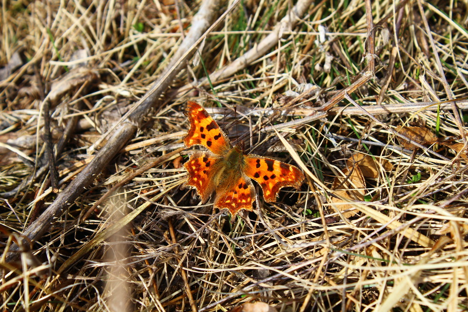 Nymphalis c-album - C-betűs lepke