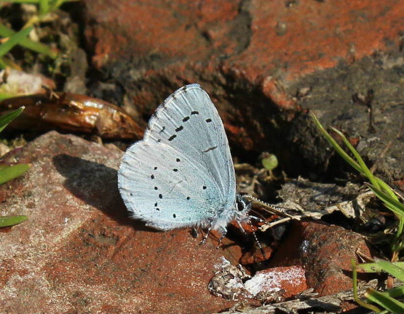 Celastrina argiolus - bengeboglárka