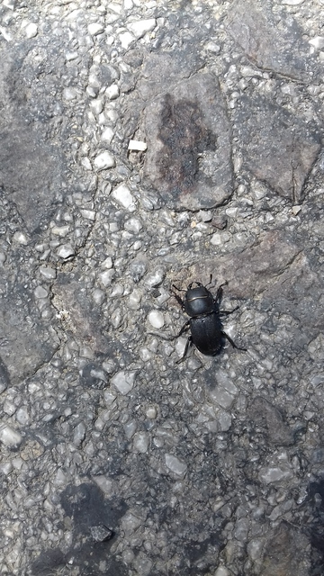 Dorcus parallelipipedus - kis szarvasbogár