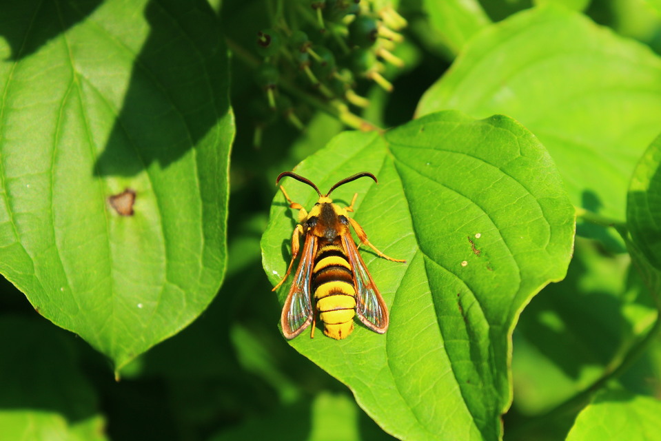 Sesia apiformis - darázslepke